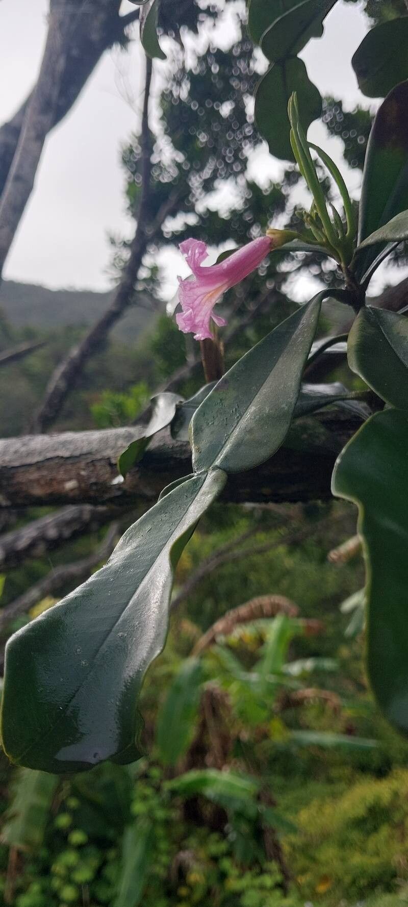 Phyllarthron spp. — photo