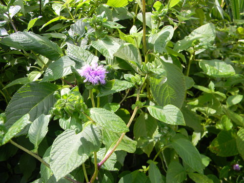 Phyllocephalum indicum