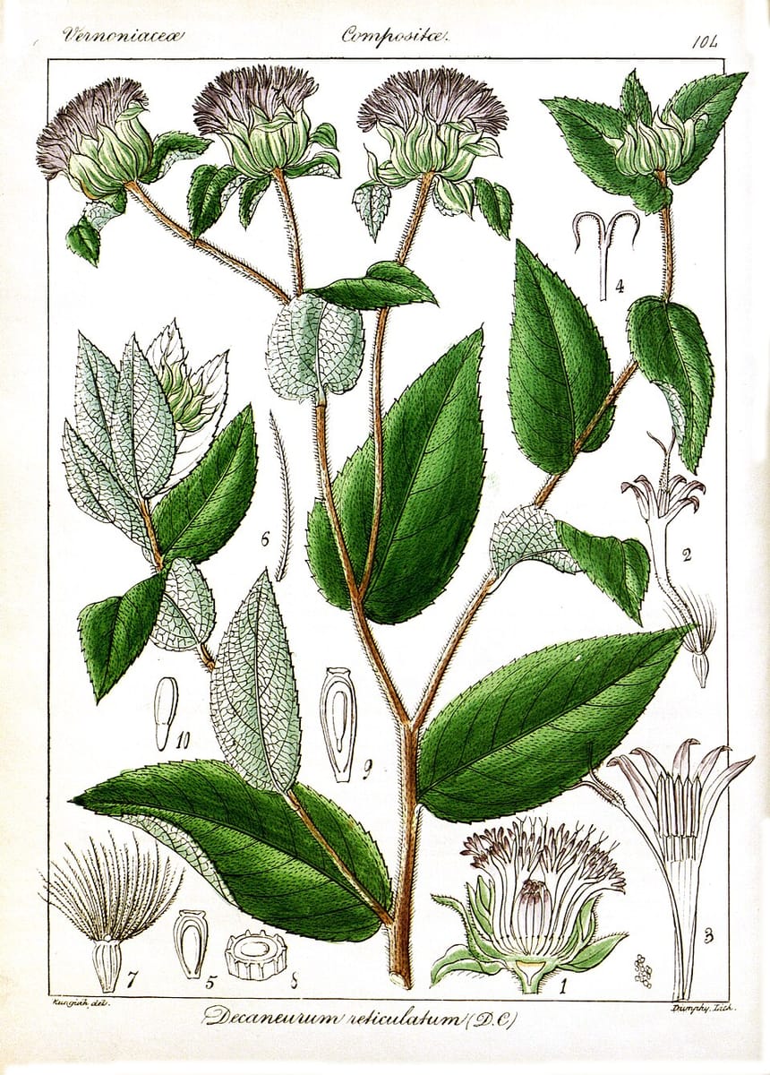 Phyllocephalum indicum — photo