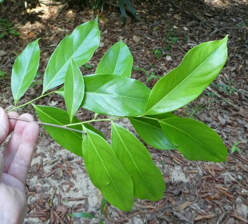 Ixonanthaceae