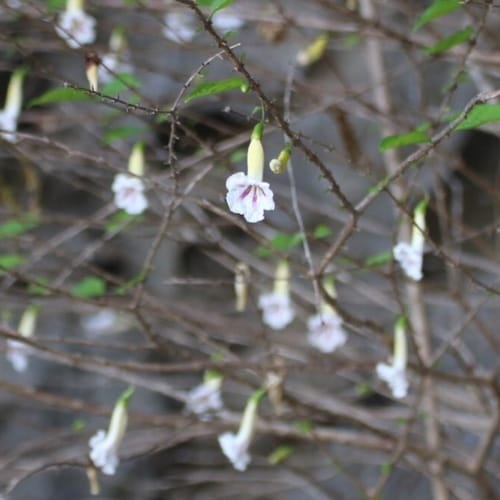 Phylloctenium bernieri — photo