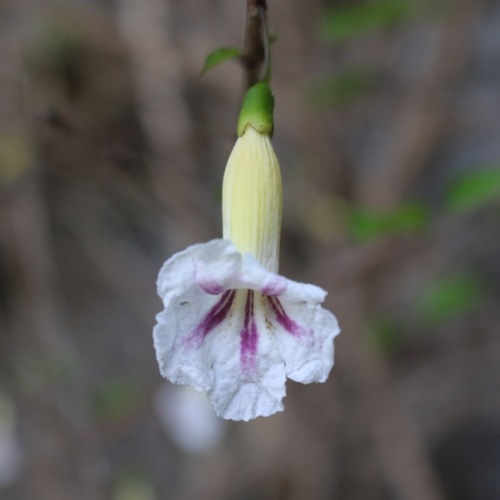 Phylloctenium bernieri