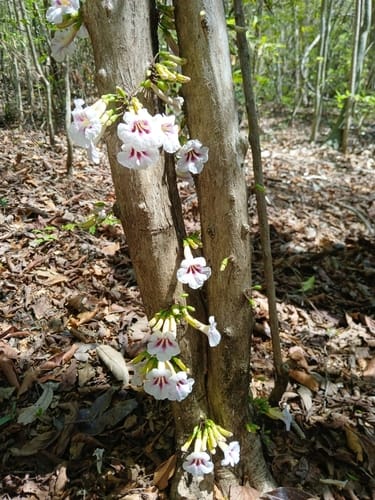 Phylloctenium bernieri — photo