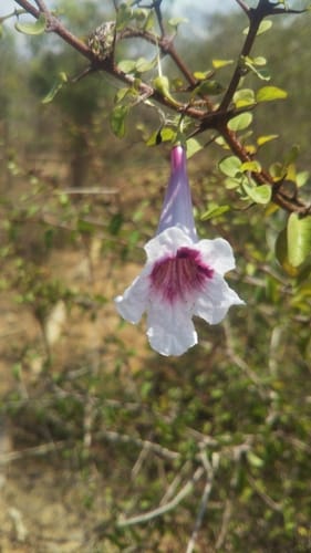 Phylloctenium decaryanum — photo