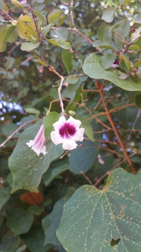 Phylloctenium decaryanum