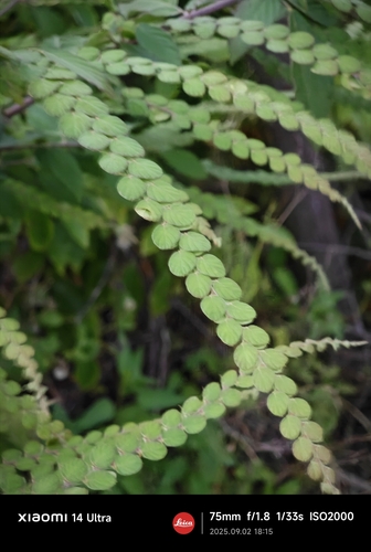 Phyllodium pulchellum — photo