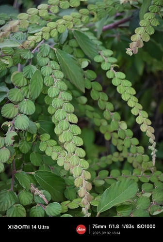Phyllodium pulchellum — photo