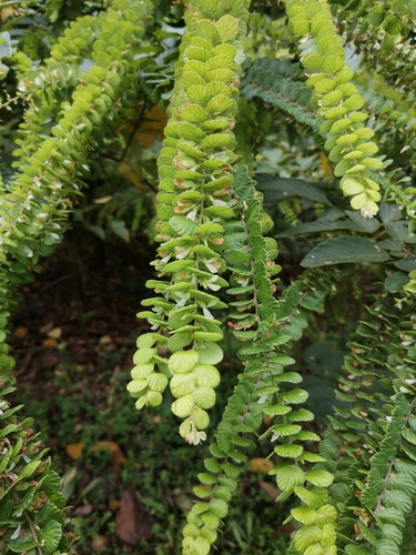 Phyllodium pulchellum