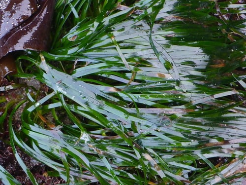 Phyllospadix scouleri (Scouler's Surf-grass) — photo
