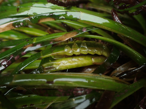 Phyllospadix scouleri (Scouler's Surf-grass) — photo