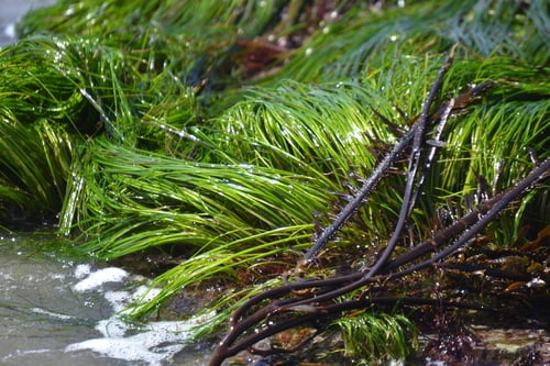 Zosteraceae