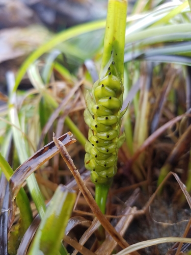 Phyllospadix serrulatus (Toother surfgrass) — photo