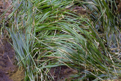 Phyllospadix serrulatus