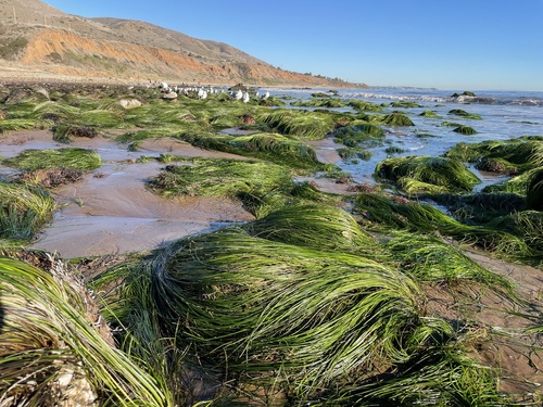 Phyllospadix torreyi (Sea grass) — photo