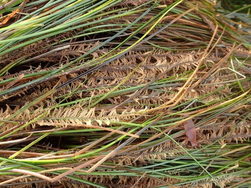 Phyllospadix torreyi (Sea grass) — photo