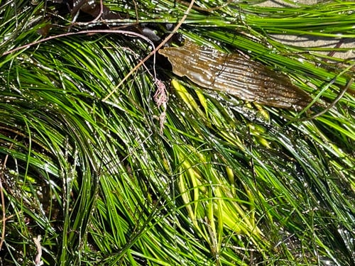 Phyllospadix torreyi