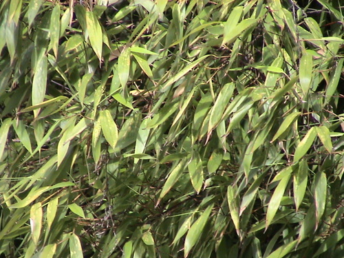 Phyllostachys angusta (Stone bamboo) — photo