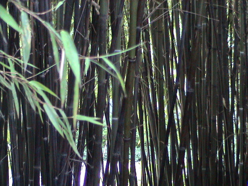 Phyllostachys angusta (Stone bamboo) — photo
