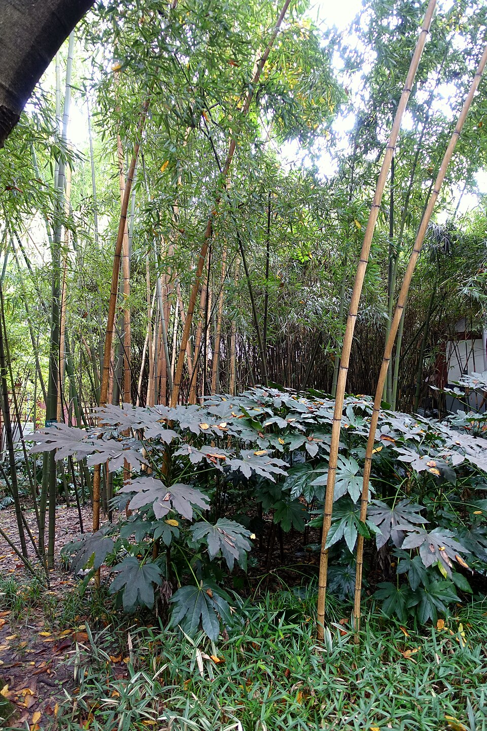 Phyllostachys arcana