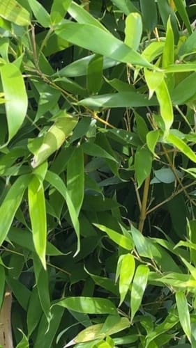 Phyllostachys aurea (Fishpole Bamboo) — photo