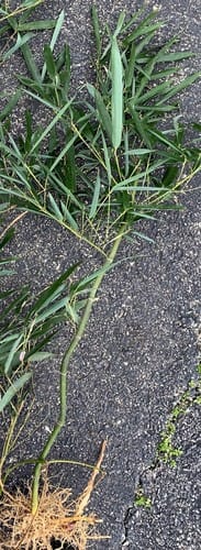 Phyllostachys aureosulcata (Yellow-grove bamboo) — photo