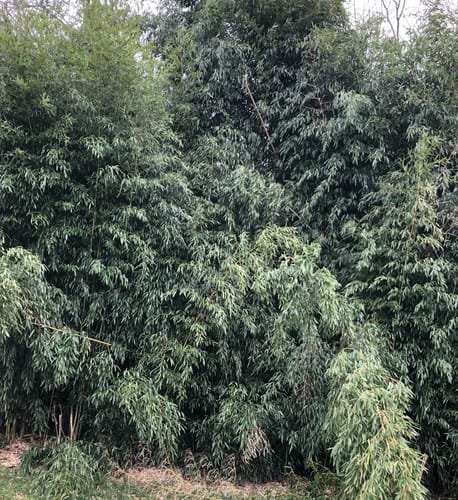 Phyllostachys aureosulcata (Yellow-grove bamboo) — photo