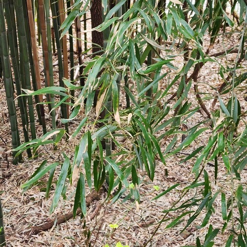 Phyllostachys bambusoides (Giant timber bamboo) — photo
