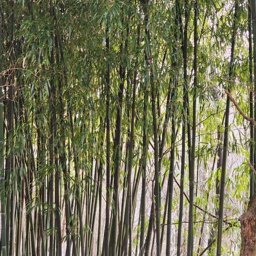 Phyllostachys bambusoides (Giant timber bamboo) — photo