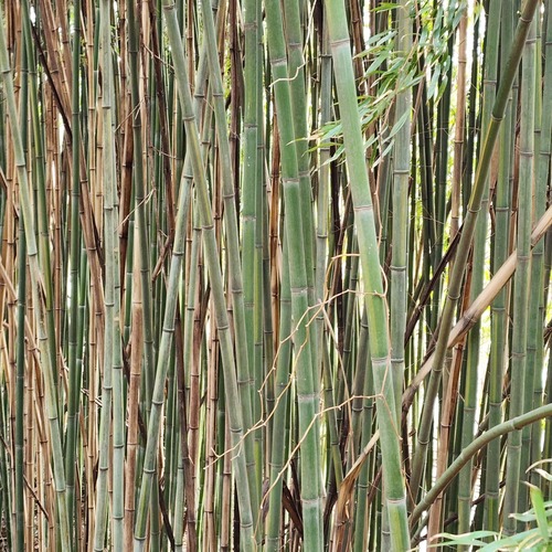 Phyllostachys bambusoides