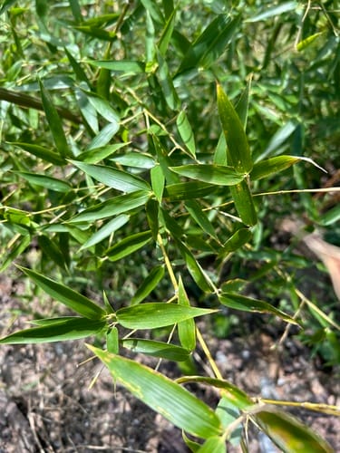 Phyllostachys bissetii (Bisset's bamboo) — photo