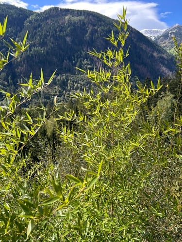 Phyllostachys bissetii (Bisset's bamboo) — photo