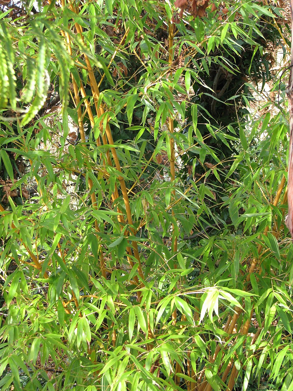 Phyllostachys castillonis (Castillon bamboo) — photo