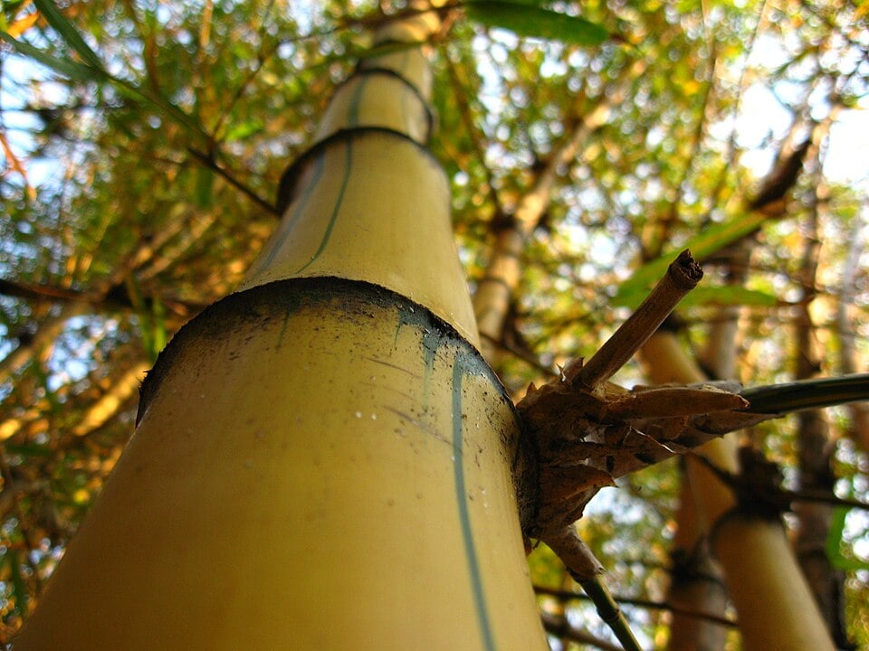 Phyllostachys castillonis