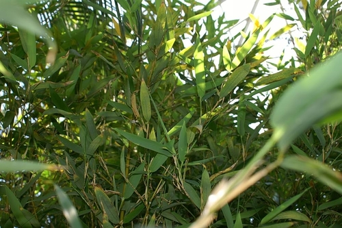 Phyllostachys dulcis (Sweet shoot bamboo) — photo