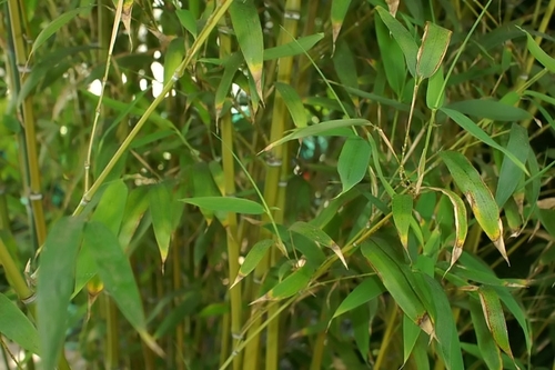 Phyllostachys dulcis (Sweet shoot bamboo) — photo