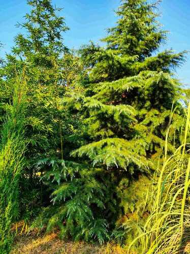 Phyllostachys dulcis