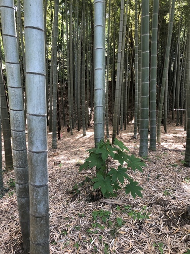 Phyllostachys edulis (Moso bamboo) — photo