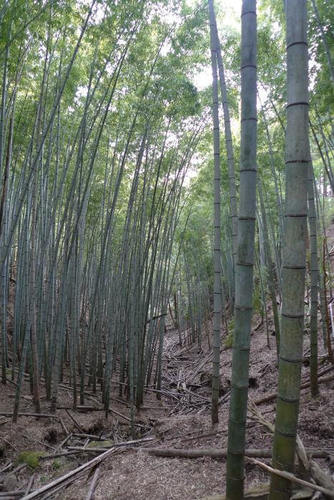 Phyllostachys edulis (Moso bamboo) — photo
