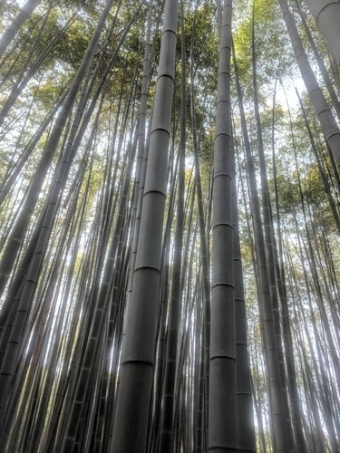 Phyllostachys edulis