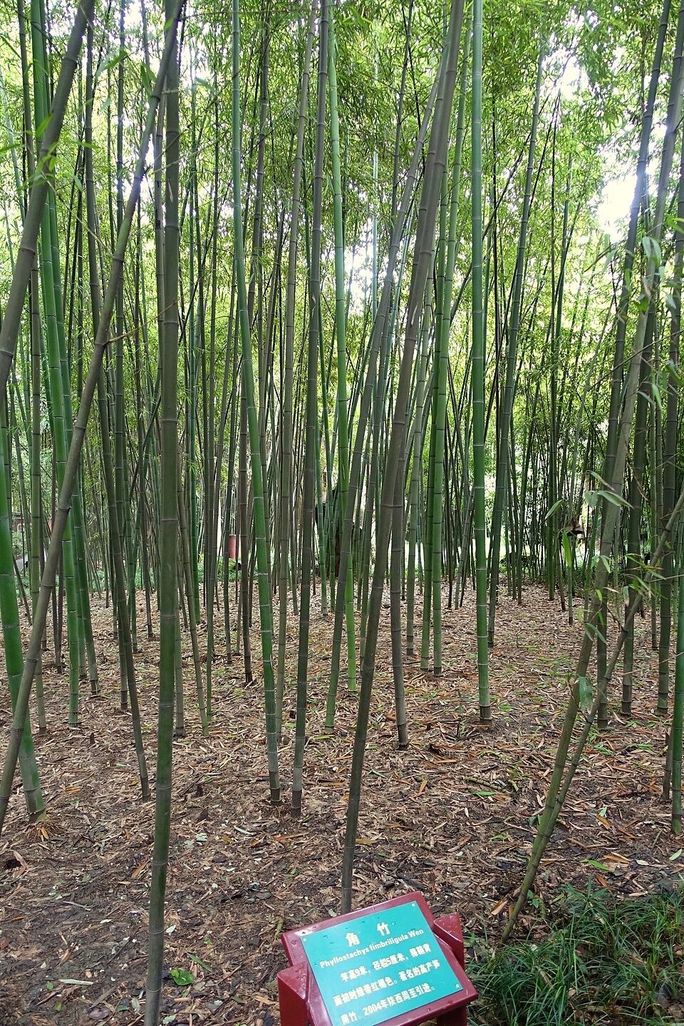 Phyllostachys fimbriligula