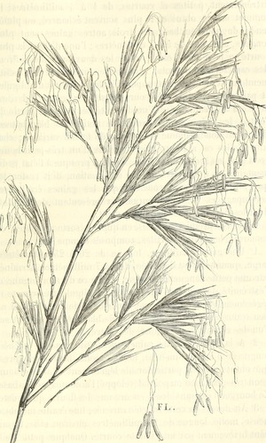 Phyllostachys flexuosa