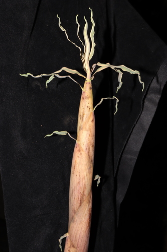 Phyllostachys glabrata