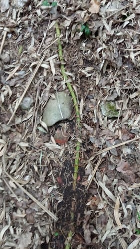 Phyllostachys glauca