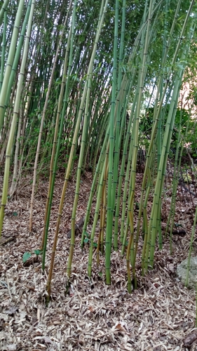 Phyllostachys glauca f. yunzhu