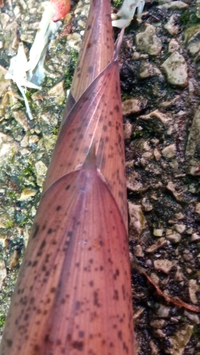 Phyllostachys glauca f. yunzhu (Yun zhu) — photo