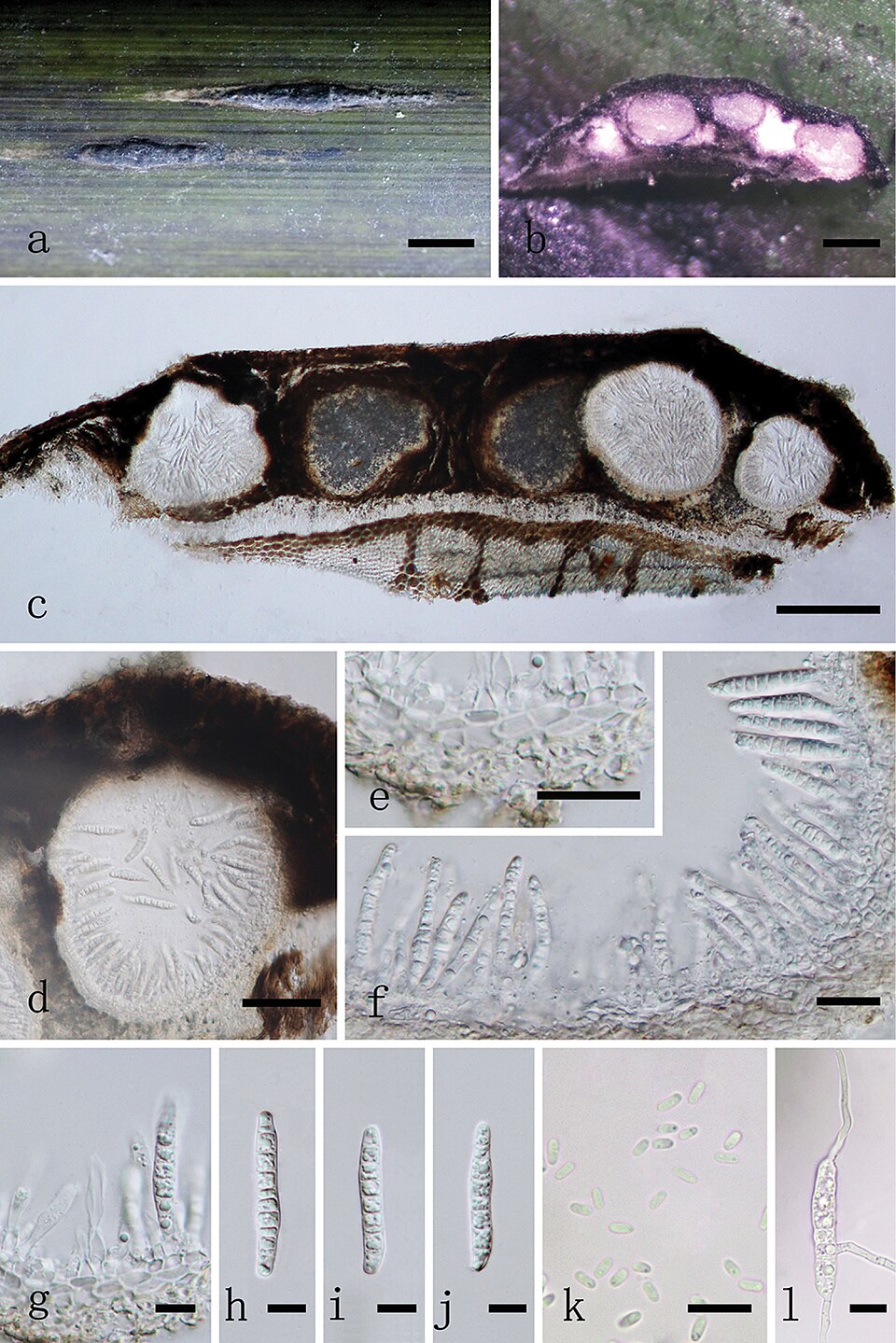 Phyllostachys heteroclada (Fishscale bamboo) — photo