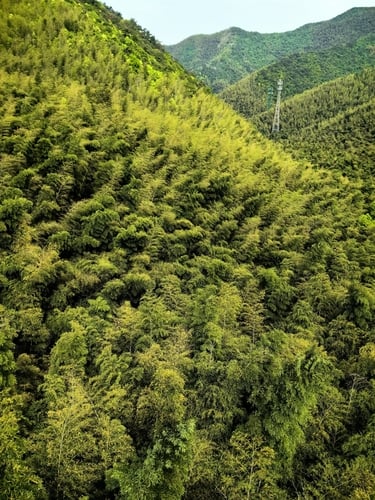 Phyllostachys heterocycla (Jiang nan shu) — photo