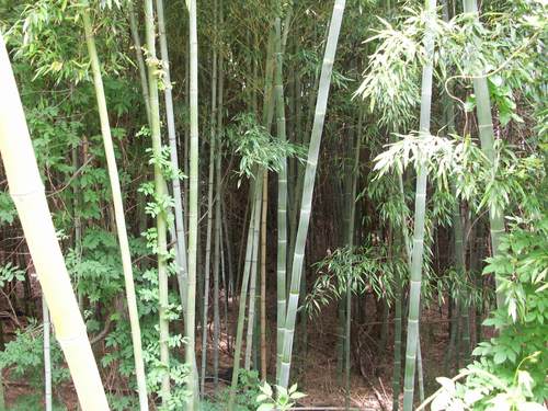 Phyllostachys heterocycla