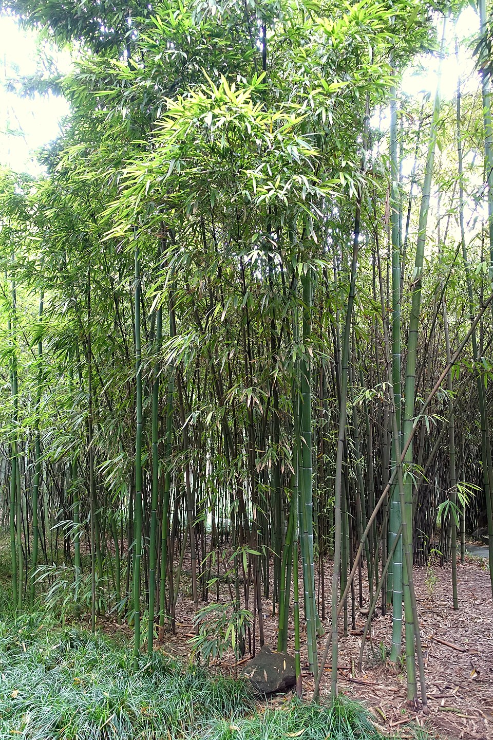 Phyllostachys iridescens