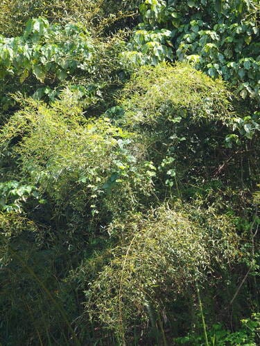 Phyllostachys makinoi (Makino bamboo) — photo